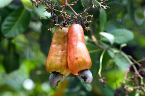 你极有可能吃过这种长的奇怪的水果尽管你从未了解过它 你极有可能吃过这种长的奇怪的水果尽管你从未了解过它